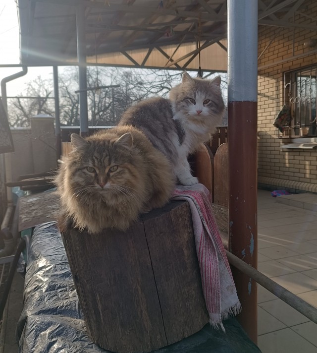 Совпало с котовторником.