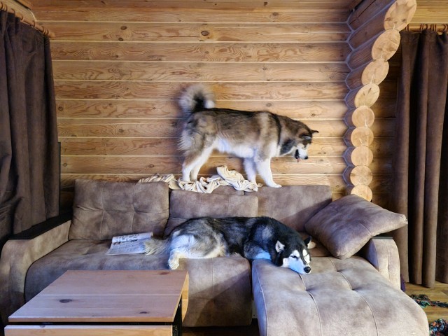 Песенка про лапки