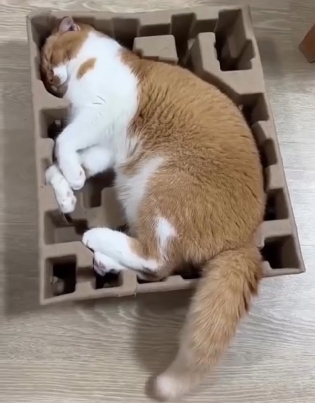 Коты и коробки