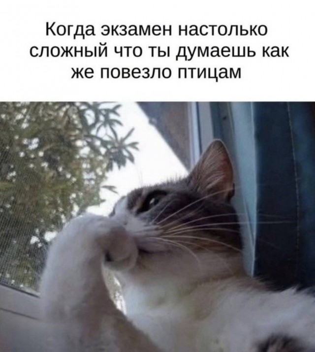 Картинки для деградации 25 (разной степени свежести)