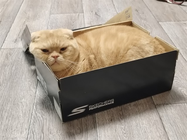 Котовторник. Дорофей!
