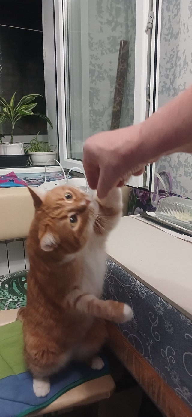 Котовторник. Где коты? Мой вот!
