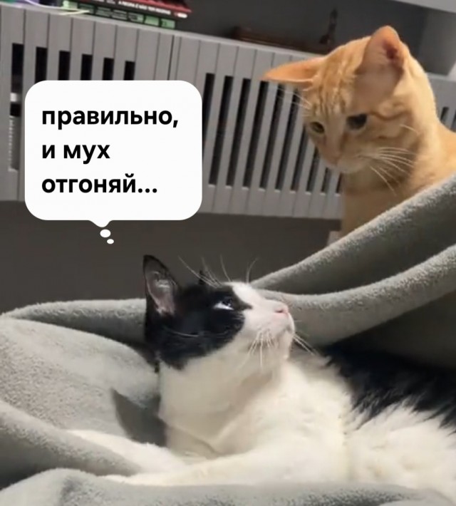 Когда очень хочется побесоебить, но понимаешь, что огребешь