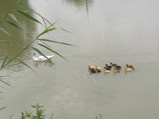 Позитивный утёнок