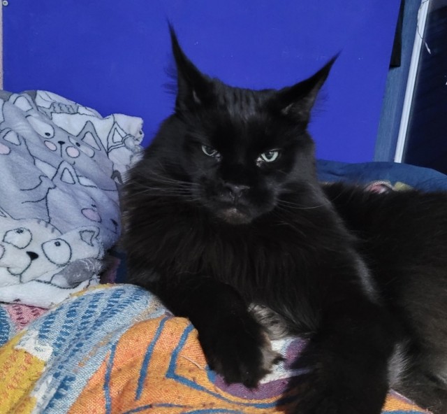 Чёрный котовторник