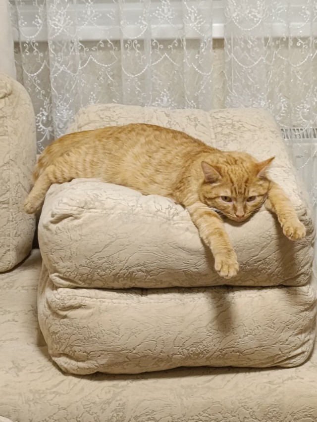 Котовторник