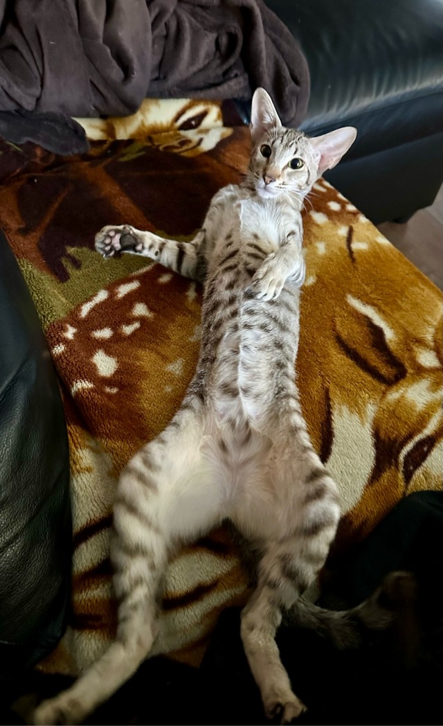 Хвостище к котовторнику