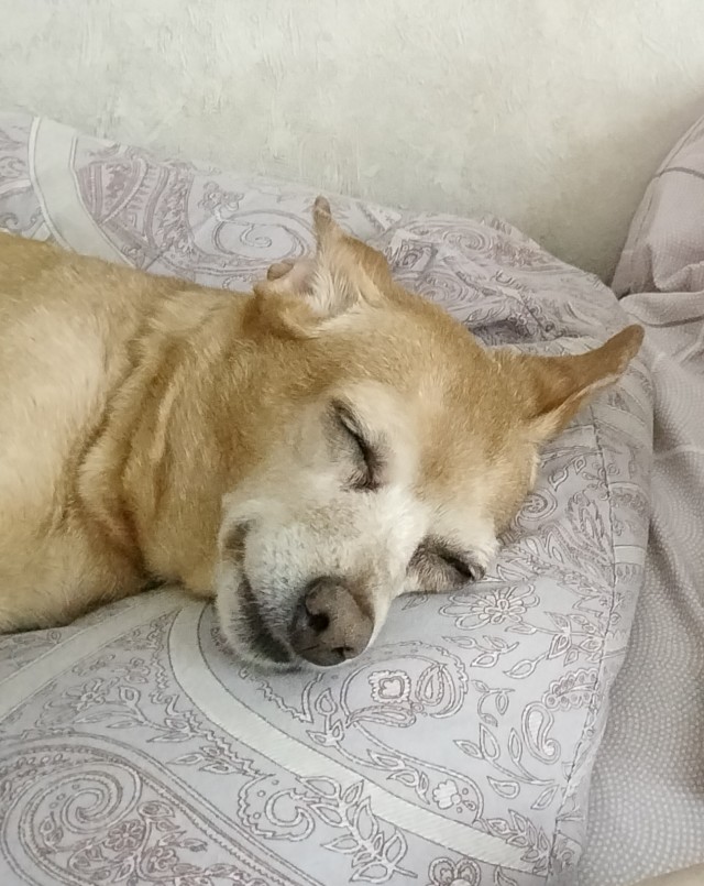 Милоты пост