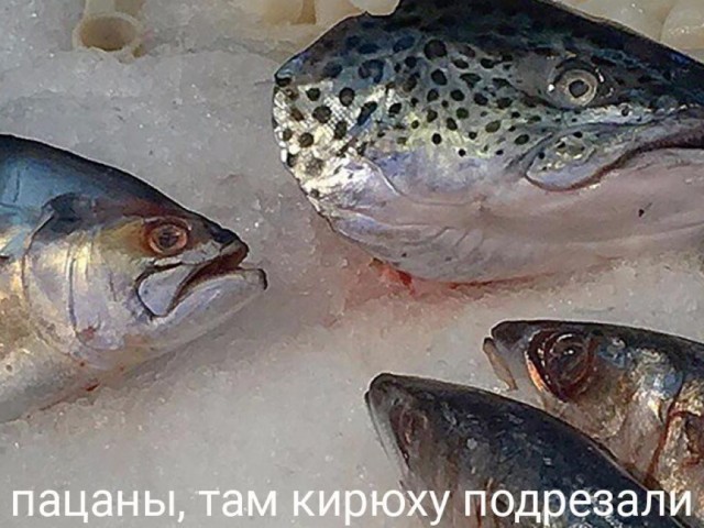 Картинки для деградации 153 (разной степени свежести)