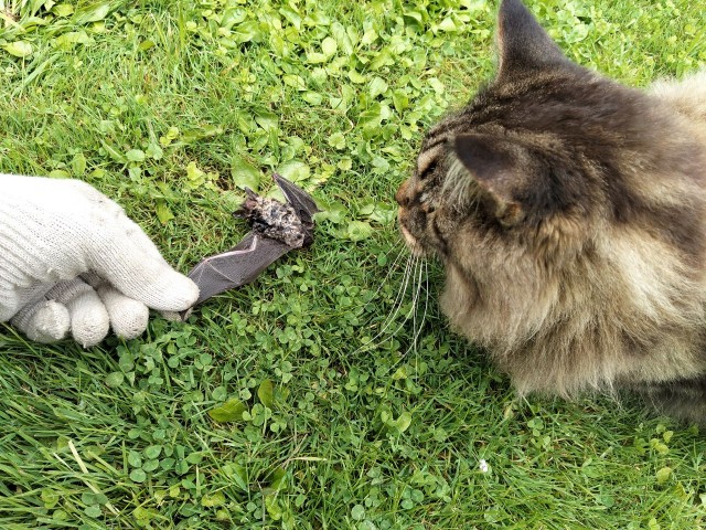 Идеальные охотники