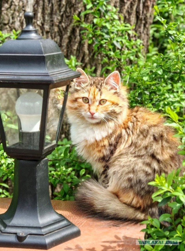 Котовторник же!