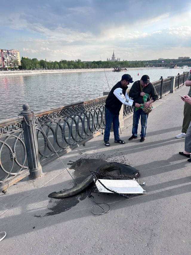 В Москве-реке рыбаки выловили 25-килограммового сома