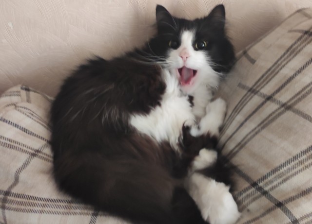 Кошкина зевота