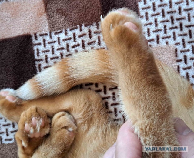 Нога Кота