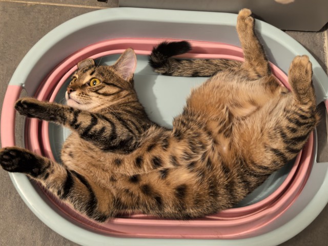 Хороший котик