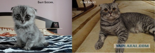 Коты и время