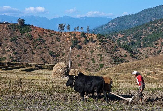 Как выращивают рис в Бутане