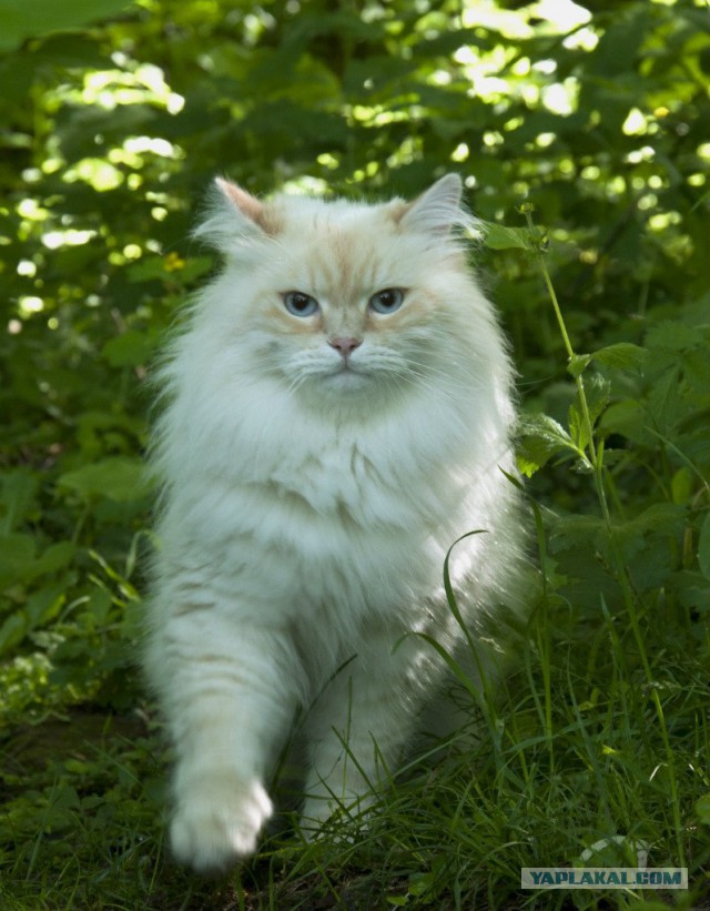 Котовторник 01.07.2014