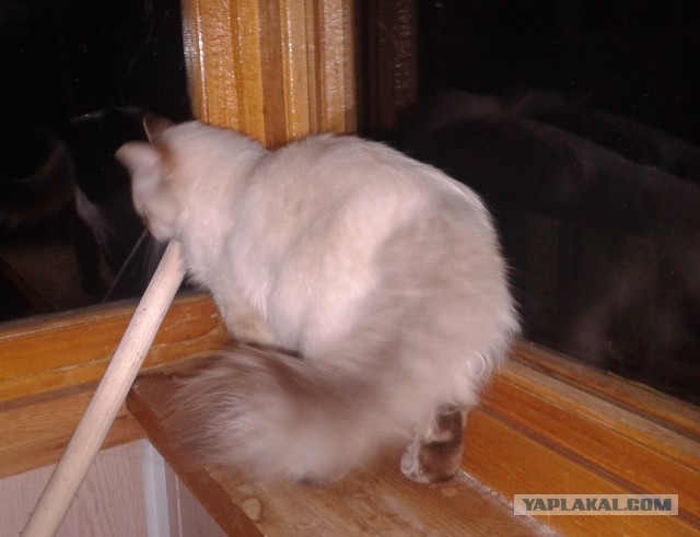 Котовторник 12.08.2014