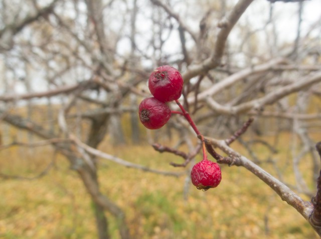 Деревенская Америка