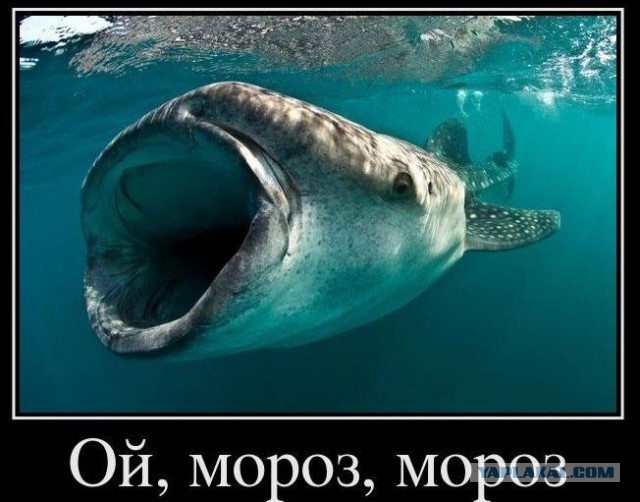 Дедушку Мороза выгнали из 404-ой