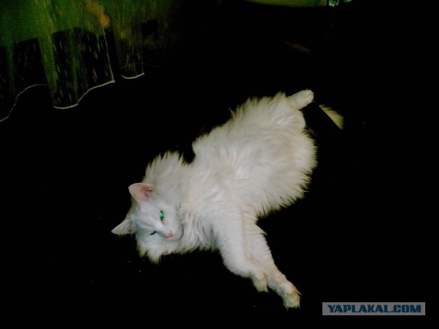 Моим котам