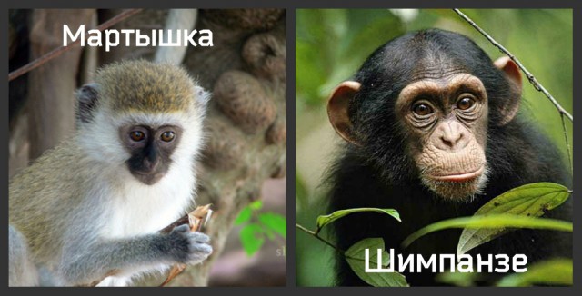 Реакция мартышки на фокусы