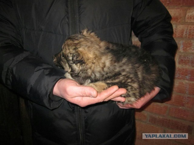 Знатоки собак подскажите плиз