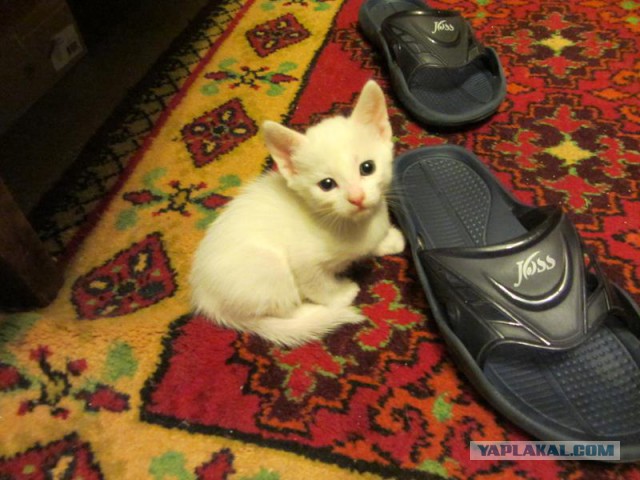 Котовторник