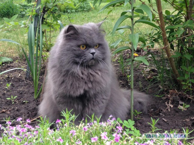 Котовторник 09.06.2015