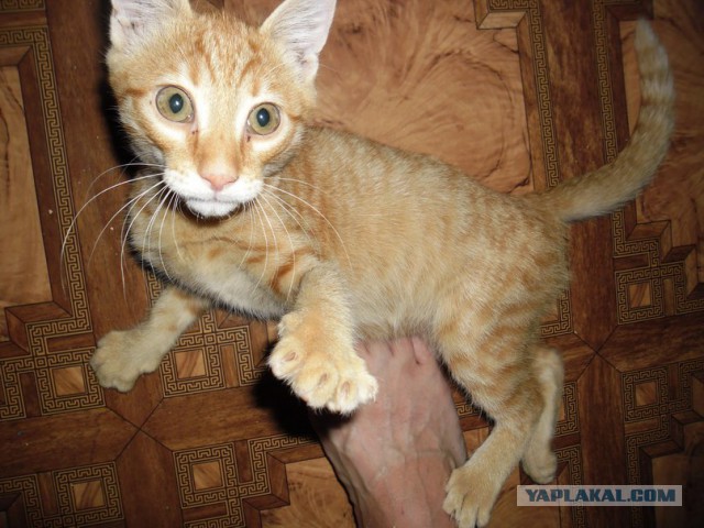 Котовторник  21.07.2015