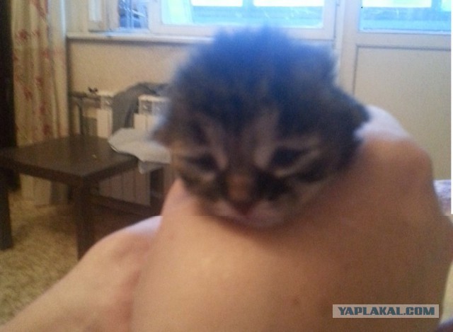 Спасение котеек
