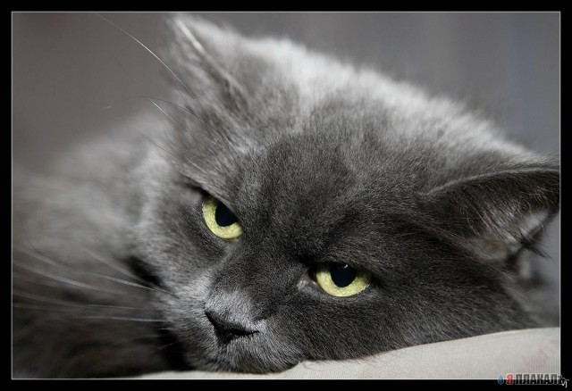 Коты, кошки, котята