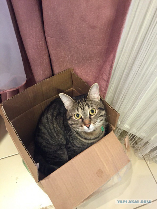 Котовторник 19.01.2016