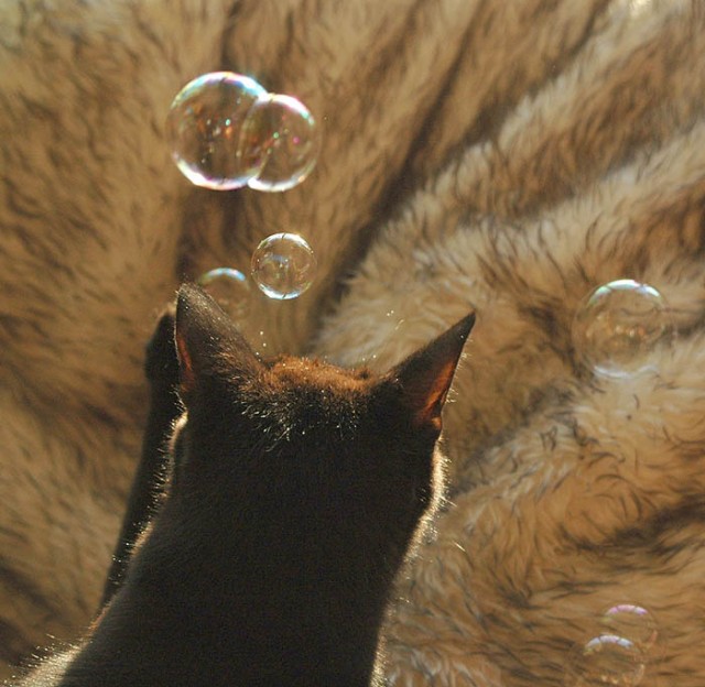 Коты, кошки, котята