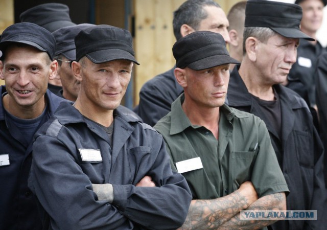 Лиса застукали в курятнике