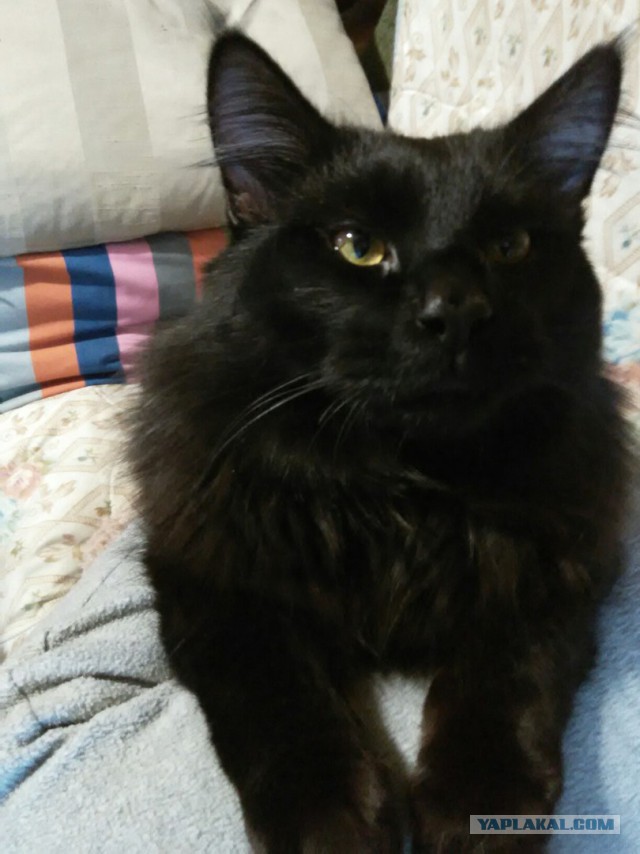 Котовторник 27.09.16