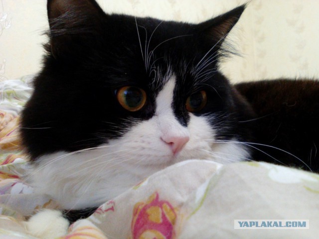 Котовторник 22.11.2016
