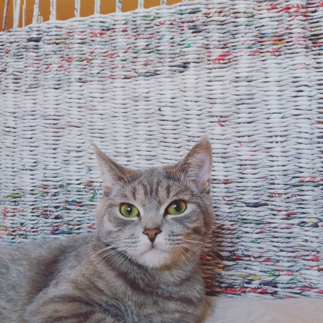 Котовторник  31.01.2017