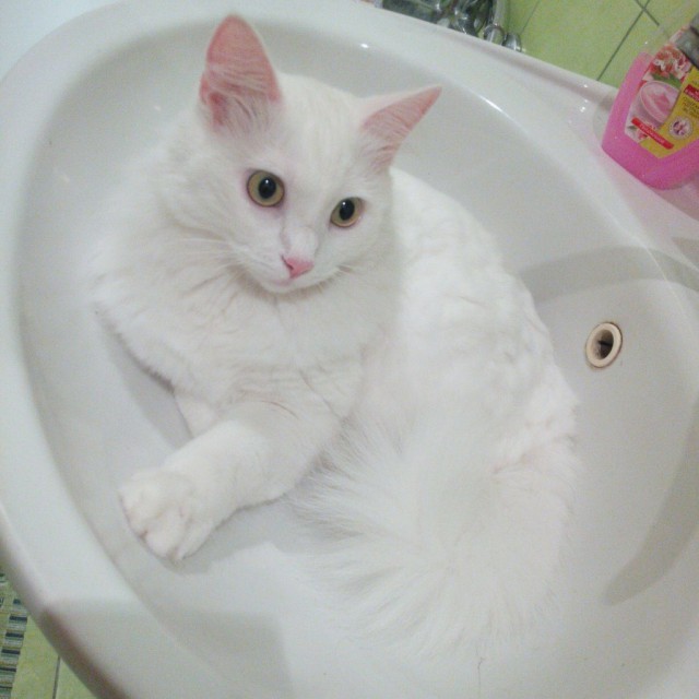 Коты и Кошки
