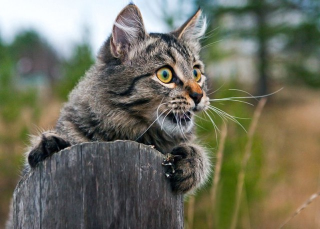 Коты и Кошки