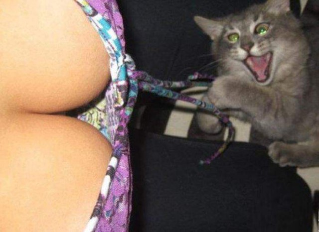 Коты и Кошки