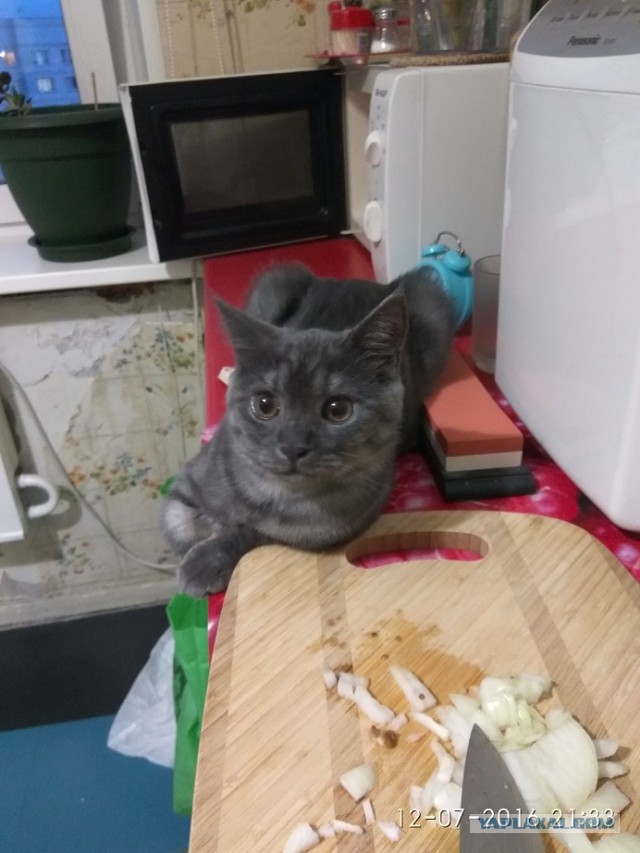 16 нелепых и смешных вещей, которые делают все кошачьи владельцы