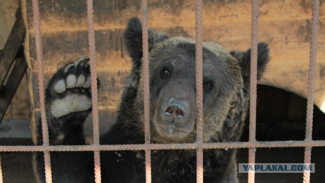 Под Воронежем медведь сбежал от хозяина и загрыз его соседа