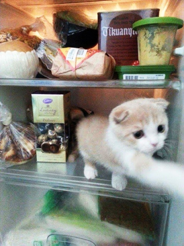Коты и Кошки