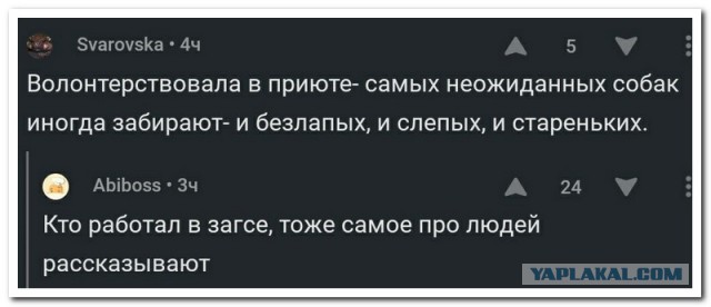 Смешные комментарии из социальных сетей 20.10.2017