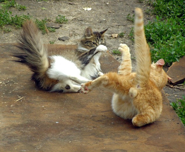 Коты и Кошки