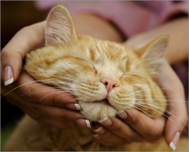 Коты и Кошки