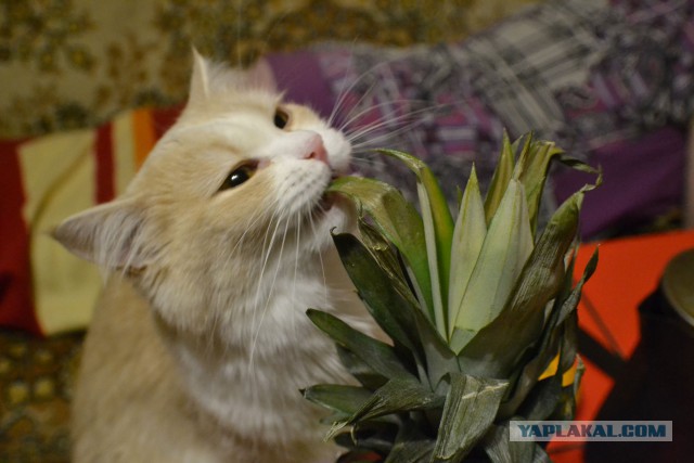 Котовторник  05.12.2017