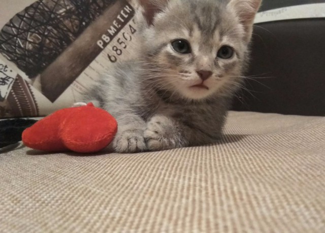 Коты и Кошки